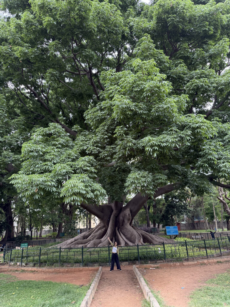 Tara standing in front of a very large tree in Lalbagh Botanical Garden.